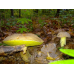 Мицелий Боровика желтого/Полубелый гриб (Boletus impolitus)